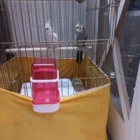 عروس نر و ماده دستی|پرنده|قم, عمار یاسر|دیوار