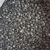 تخمه سیاه روغنی