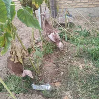 بوقلمون نر وماده