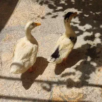 اردک