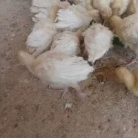 جوجه بوقلمون بیوتی ۲۵ عدد