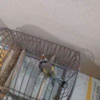 سهره و قناری فروشی