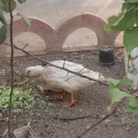اردک فروشی