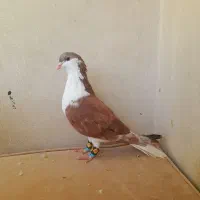 کفتر پشتی ساده کاکلی سار فری سوسکی|پرنده|مشهد, قائم|دیوار