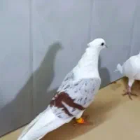تپر سرخ و یکتی پلنگ