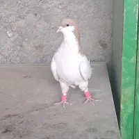 روسری قزوینی