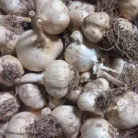 موسیر