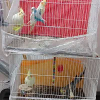 عروس هلندی و مرغ عشق پیدا شده|حیوانات|تربت جام, میان جام|دیوار