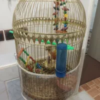 گرینچیک|پرنده|تربت‌حیدریه, آغوی|دیوار