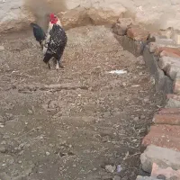 خروس سیبرایت  یک ملیون