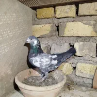 کفتر ساعت بالا|پرنده|کاشان, لتحر|دیوار