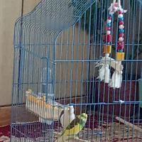 مرغ عشق سالم|پرنده|سقز, |دیوار