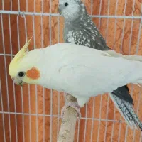 عروس هلندی مولد|پرنده|مرودشت, زنگی آباد|دیوار