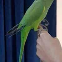 کشور گیرینچیک ملنگو راهب شاه طوطی سخنگو ضمانت ۵سال|پرنده|تهران, سلسبیل شمالی|دیوار