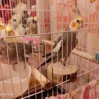 عروس هلندی جفت