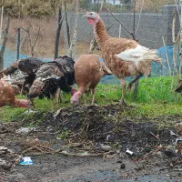 تخم بوقلمون نطفه دار نژاد بوربن و برنز
