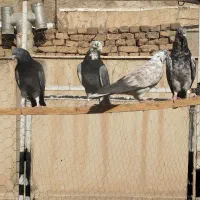 کفترزیبا تماشای|پرنده|اسلام‌شهر, باغ فیض|دیوار