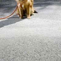 پامر خرسی اماده گفت