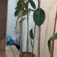 آینه قدی ۲ و نیم متر به همراه رگال ست