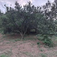 باغ مرکبات