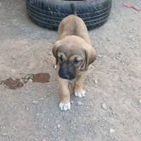 توله سگ سرابی|سگ|اردبیل, |دیوار