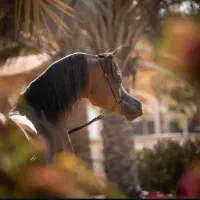 اسب عرب|اسب و تجهیزات اسب‌سواری|کرج, فاز ۴ مهرشهر|دیوار