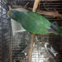 طوطی برزیلی ماده|پرنده|کرج, عظیمیه|دیوار