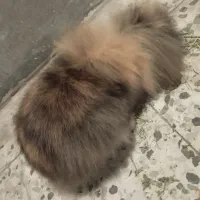 خرگوش هلندی|موش و خرگوش|اهواز, کوی رمضان|دیوار