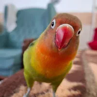 طوطی