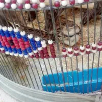 پرنده قناری|پرنده|بندرعباس, |دیوار