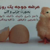 فروش جوجه غاز ،بوقلمون ،اردک ،کمترین قیمت