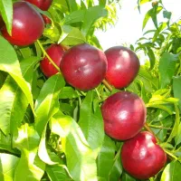 تولید نهال شلیل اناری پرفروش