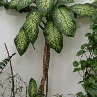 دیفن باخیا غولپیکر|گل و گیاه طبیعی|سراب, |دیوار