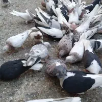 کفتر رنگی ۷۰ تا یکجا|پرنده|کرج, عظیمیه|دیوار