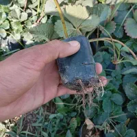 نهال توت فرنگی دهبکری|گل و گیاه طبیعی|جیرفت, |دیوار
