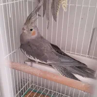 جوجه عروس هلندی|پرنده|شهرکرد, |دیوار