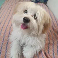 پودل مالتیز