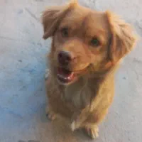 سگ پاکوتاه حرف گوش کن بازی گوش|سگ|آشخانه, |دیوار