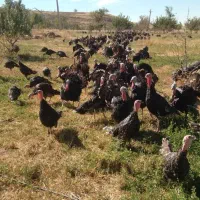 فروش بوقلمون محلی واُرگانیک