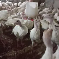 جوجه بوقلمون گوشتی