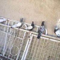 8تا سینه ای|پرنده|قم, مجیدیه|دیوار