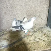 کفتر ساده سینه