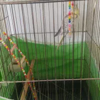 عروس هلندی بهمراه قفس|پرنده|قیدار, |دیوار