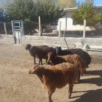 گوسفند نر|حیوانات مزرعه|مهربان, |دیوار