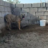 توله میکس پژدر خراسان