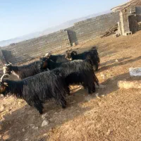 فروش ۸ بز|حیوانات مزرعه|باغ ملک, |دیوار