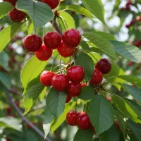 فروش نهال انجیر استهبان صادراتی و پربار|خدمات باغبانی و درختکاری|قشلاق دشت, |دیوار