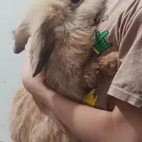 حراج بچه خرگوش لوپ اصیل و بسیار اهلی وباهوش|موش و خرگوش|دزفول, |دیوار