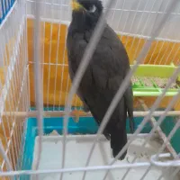 مرغ مینا|پرنده|تربت‌حیدریه, پائین ولایت|دیوار