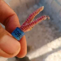 کبوترپلاکی باخت رفته|پرنده|سرپل ذهاب, |دیوار